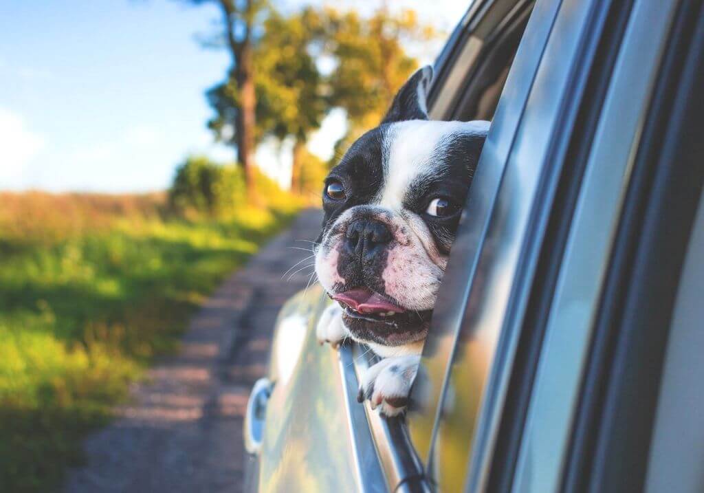 Dog in car