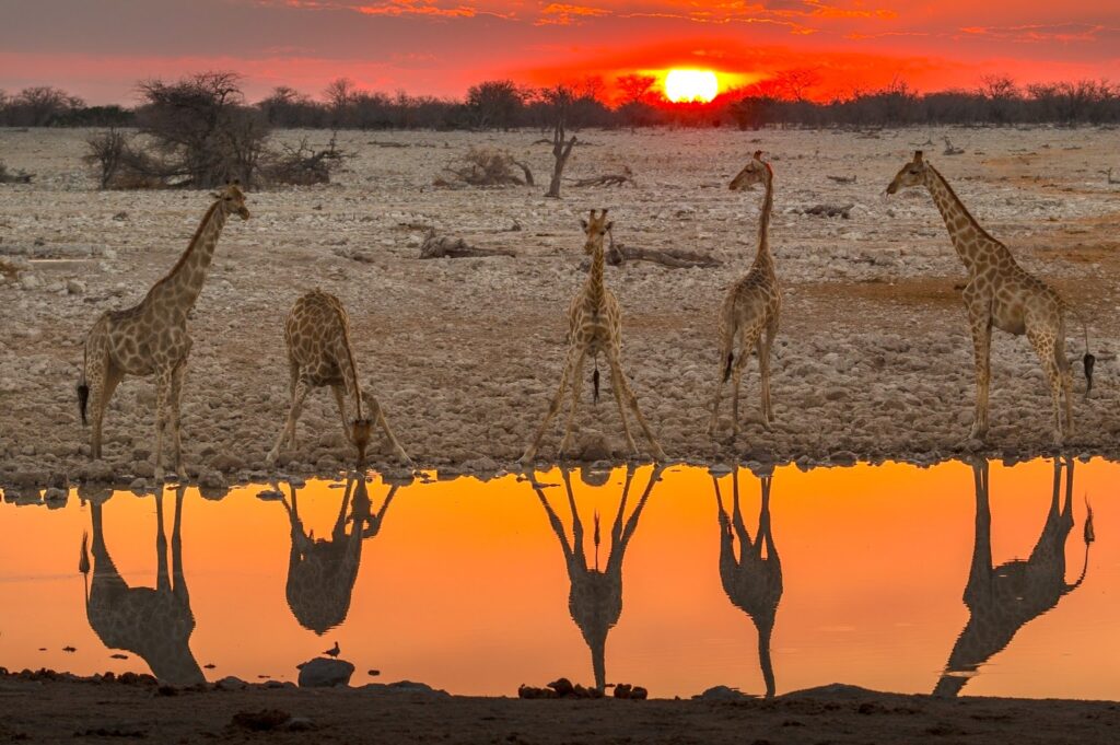 Giraffes at Etosha National Park