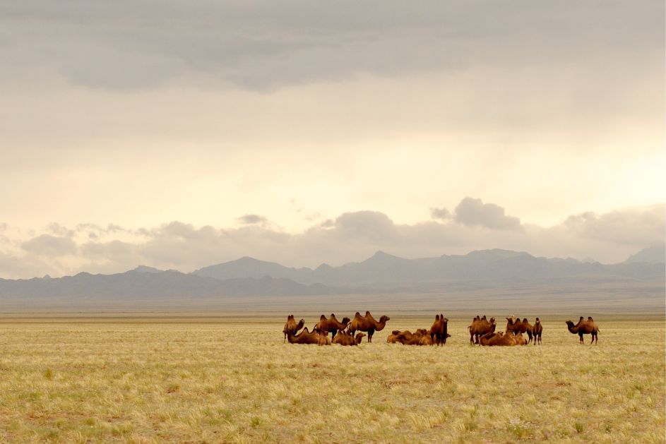 mongolia solo female travel